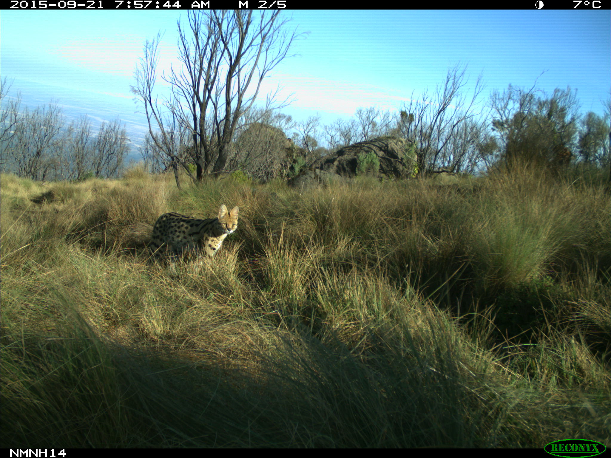 Serval