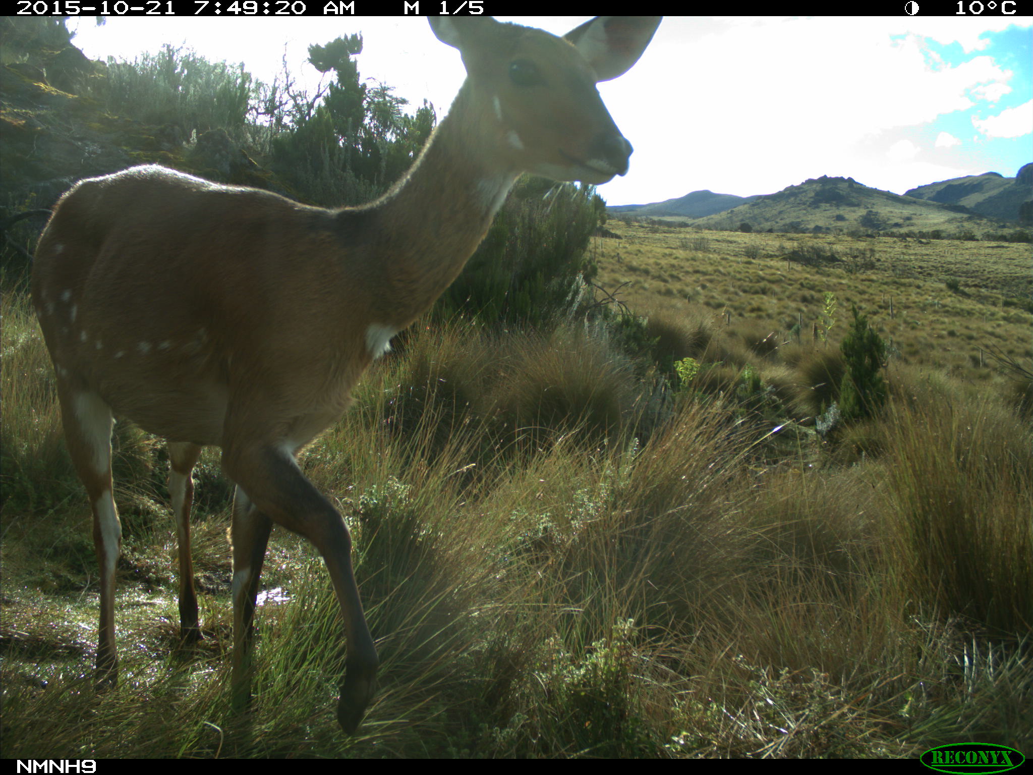 Female bushbuck