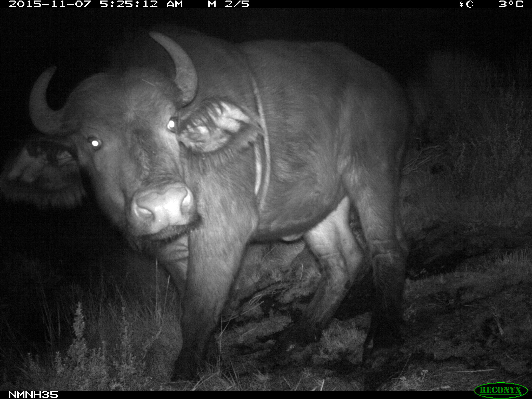 African Buffalo