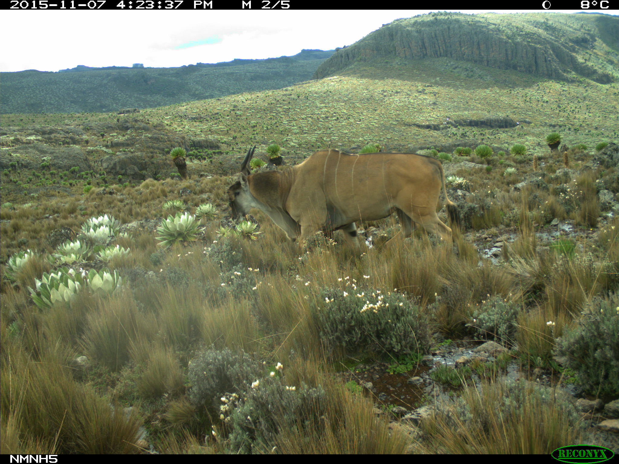 Common Eland