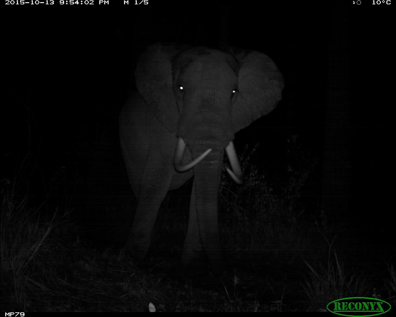 17 of the Coolest Animals on Mount Kenya - Stephanie Manka, Ph.D.