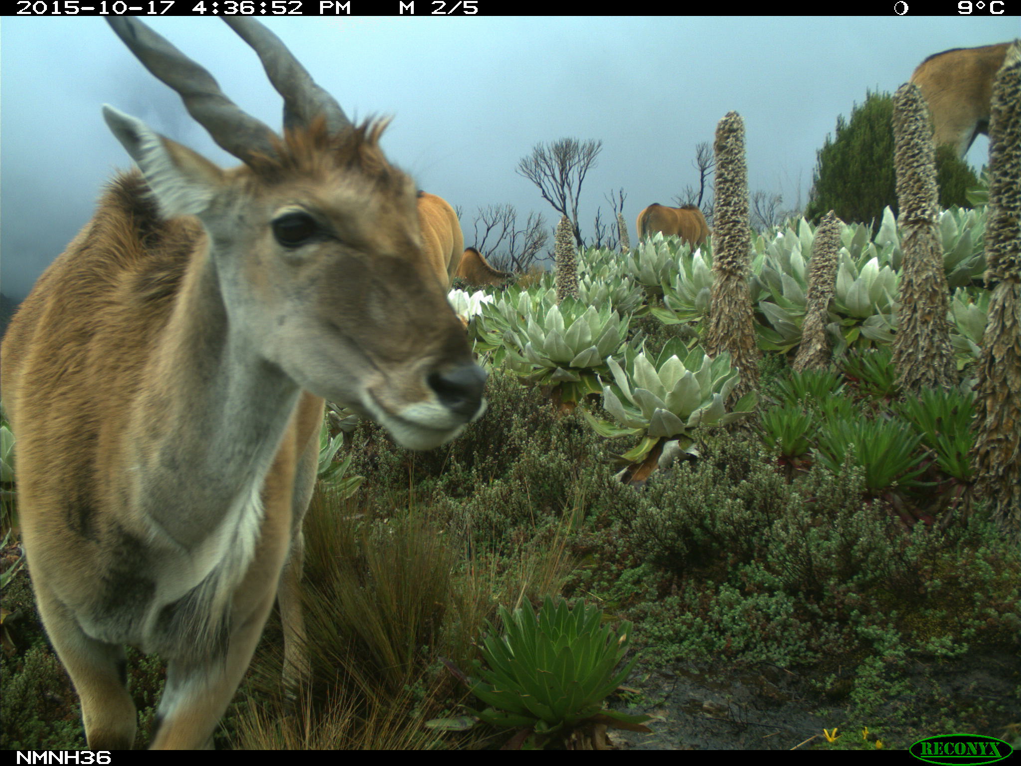 Common Eland