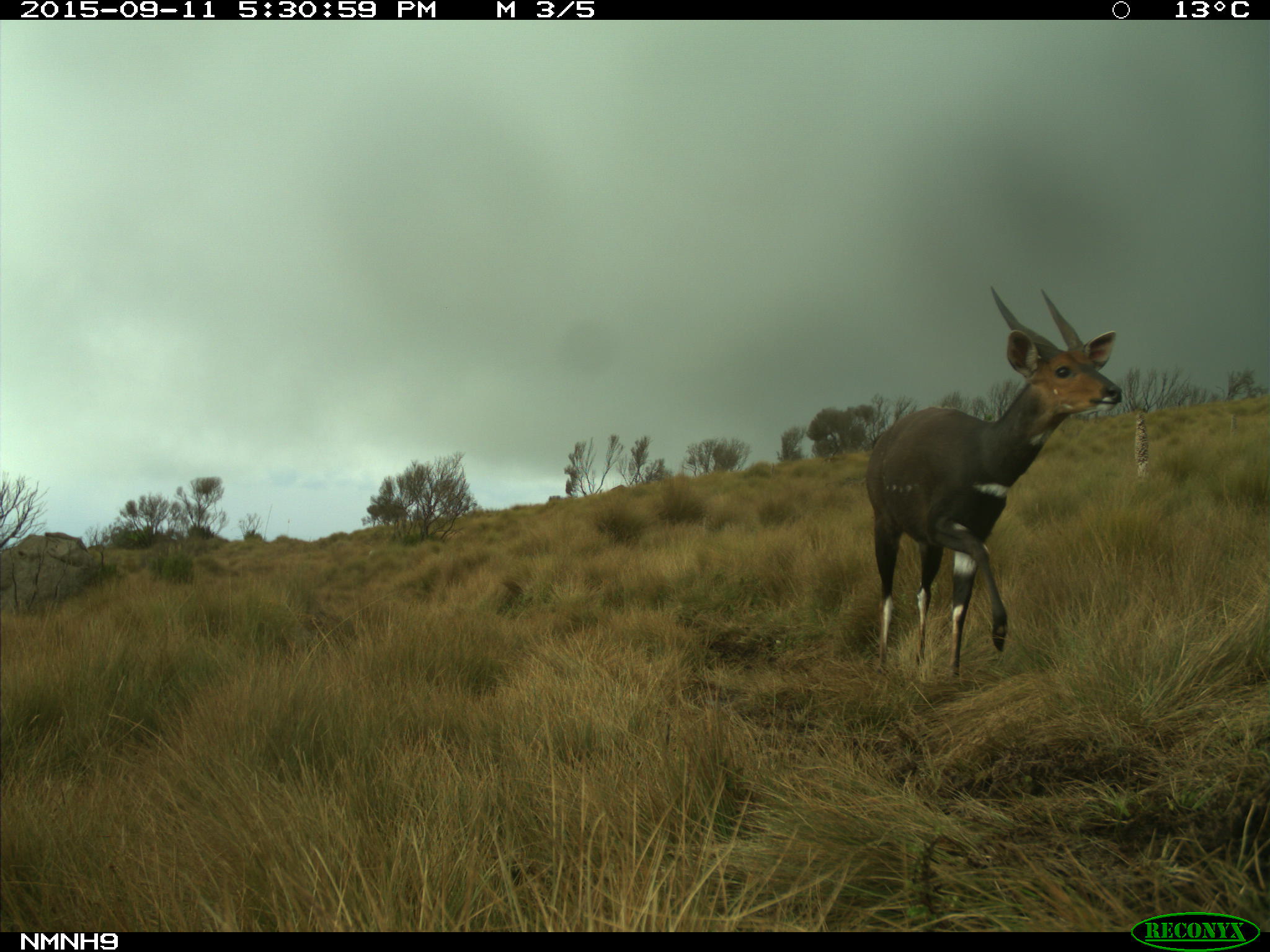 Male bushbuck