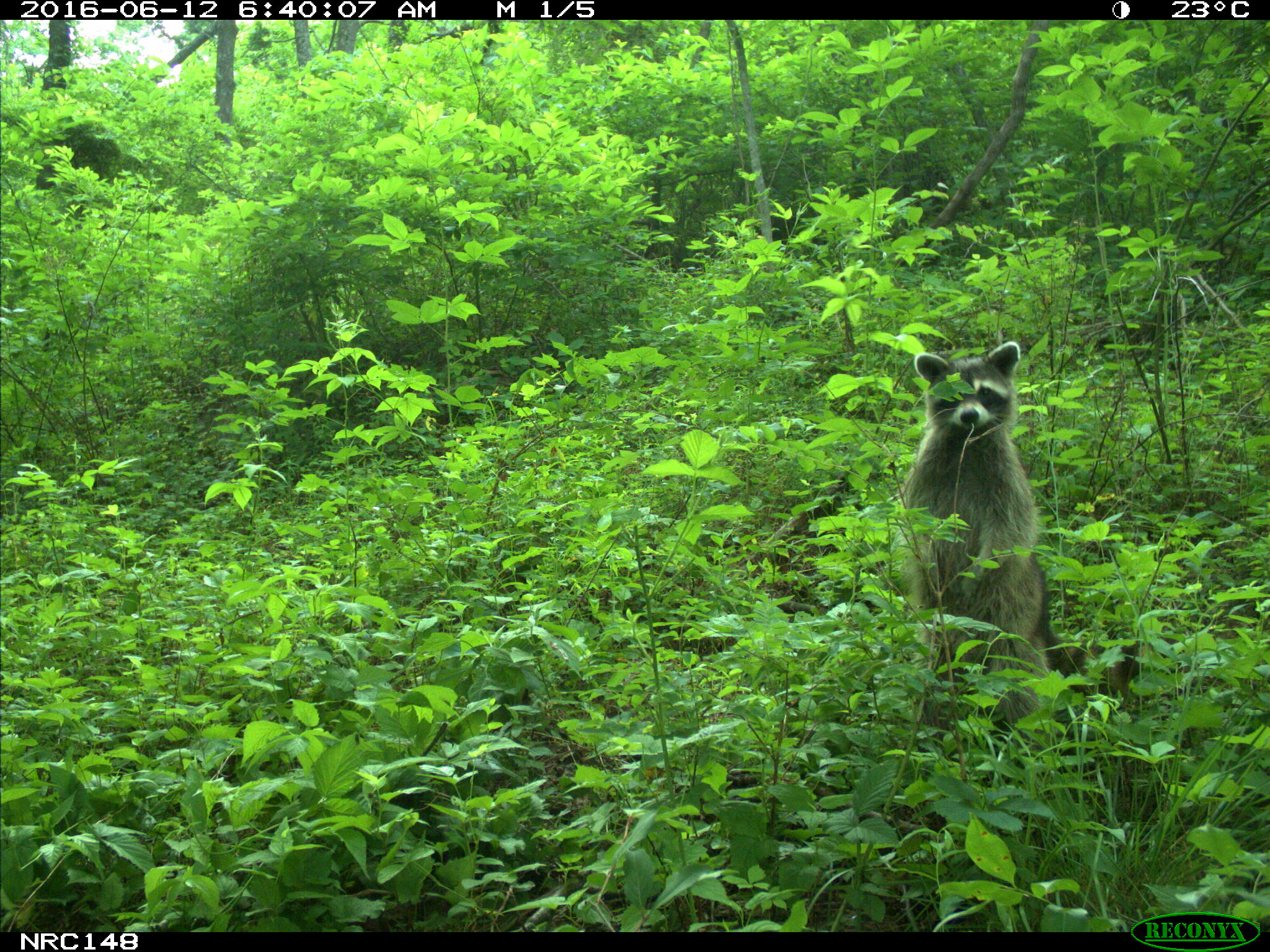 Raccoon in forest