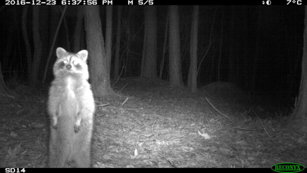 Raccoon looking at a camera trap. 