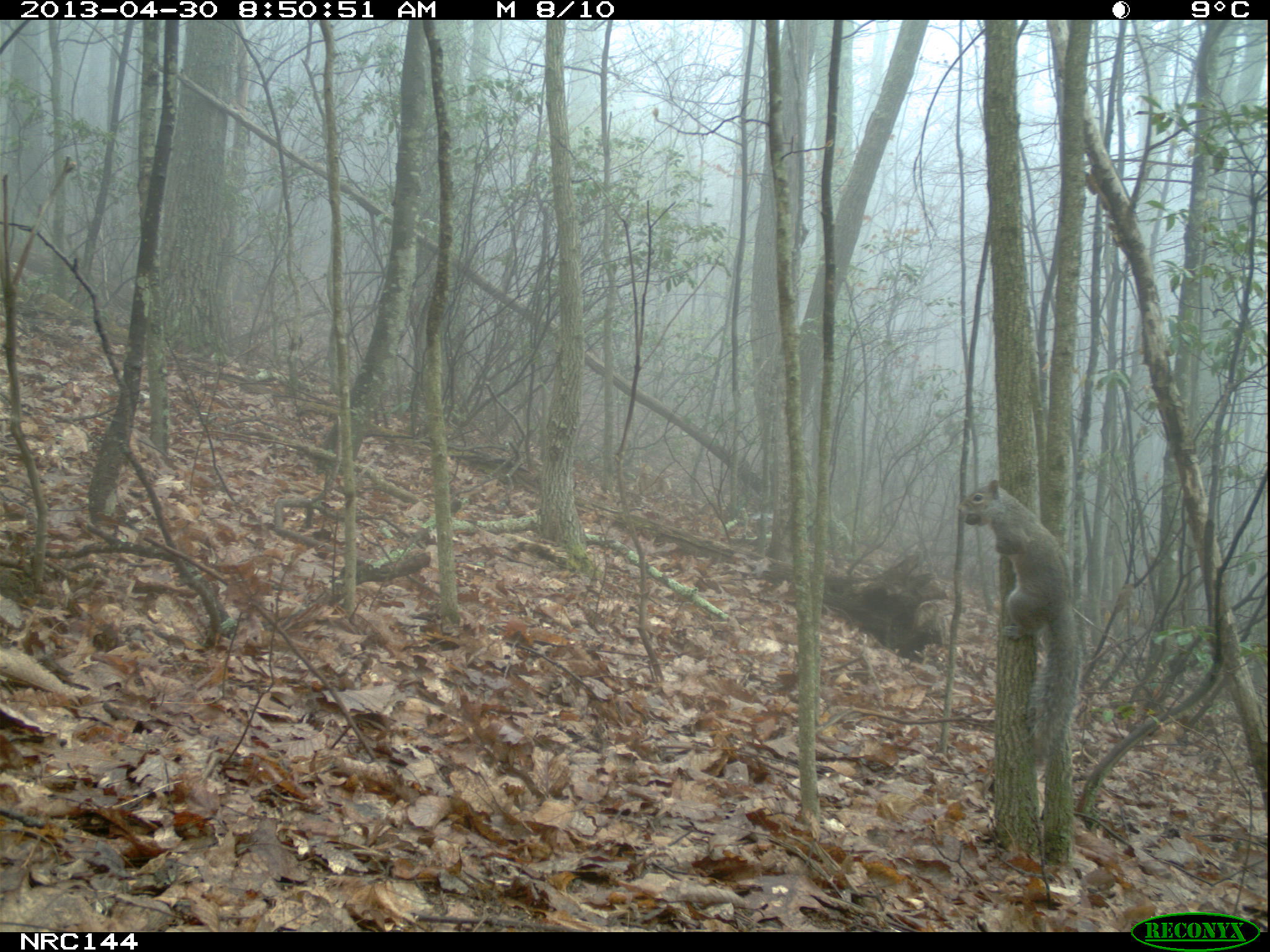 Squirrel on a foggy day