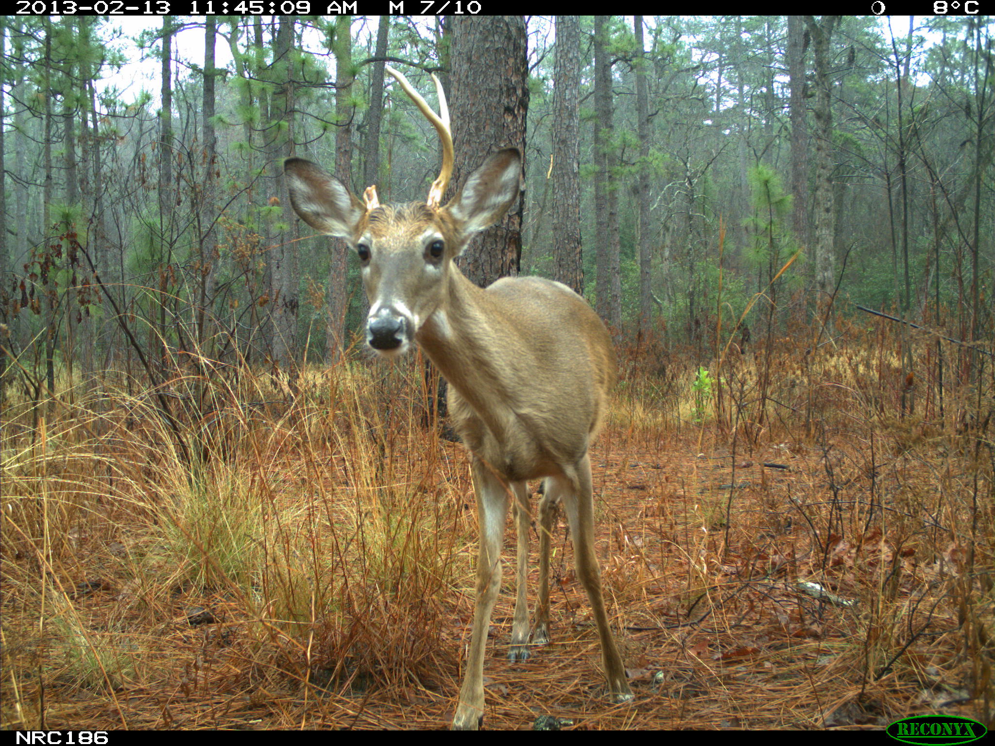 white-tailed deer in rain