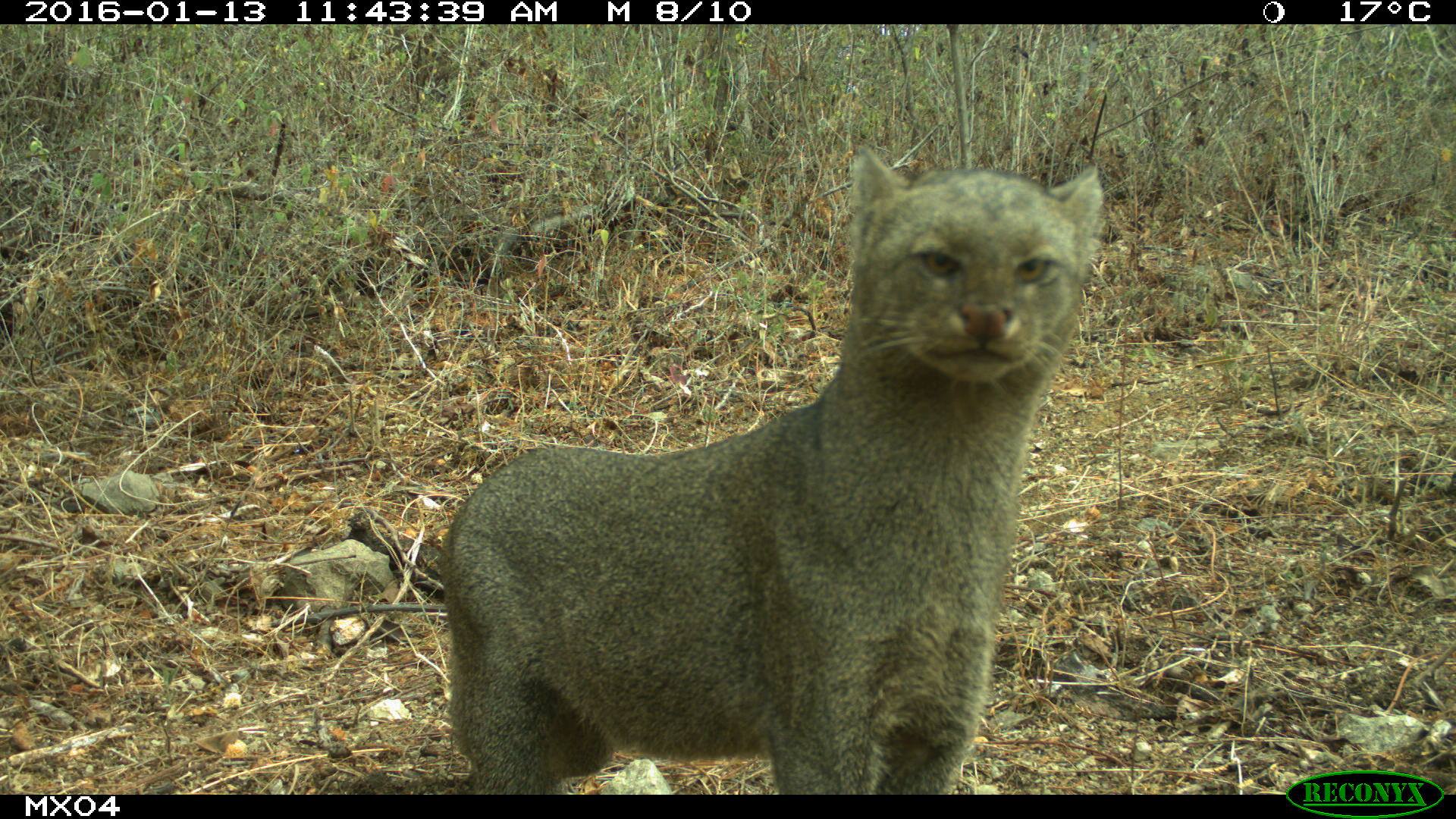 Jaguarundi Camera Trap Photos from Mexico