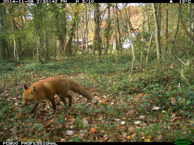 Red fox in backyard
