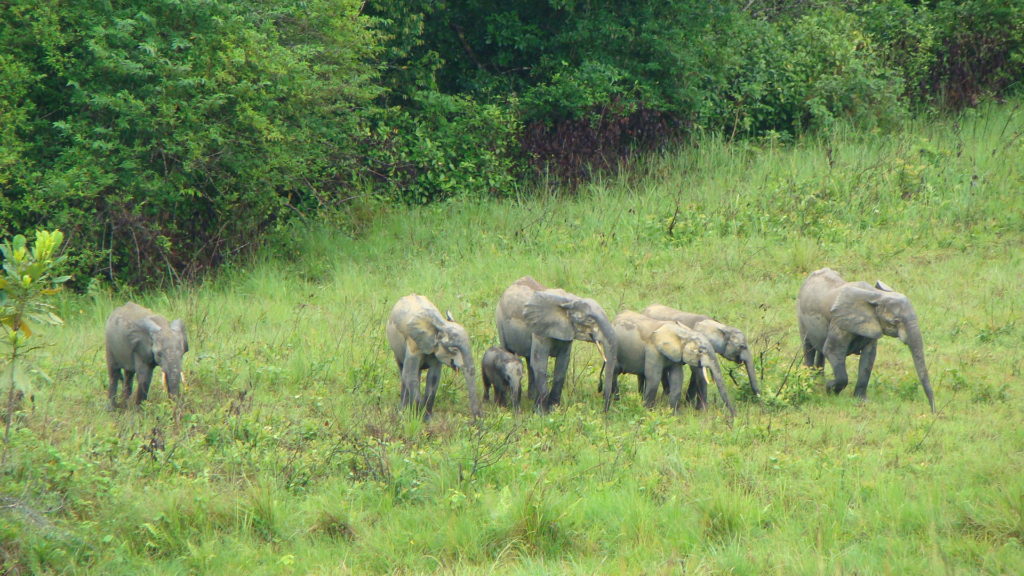 forest elephant