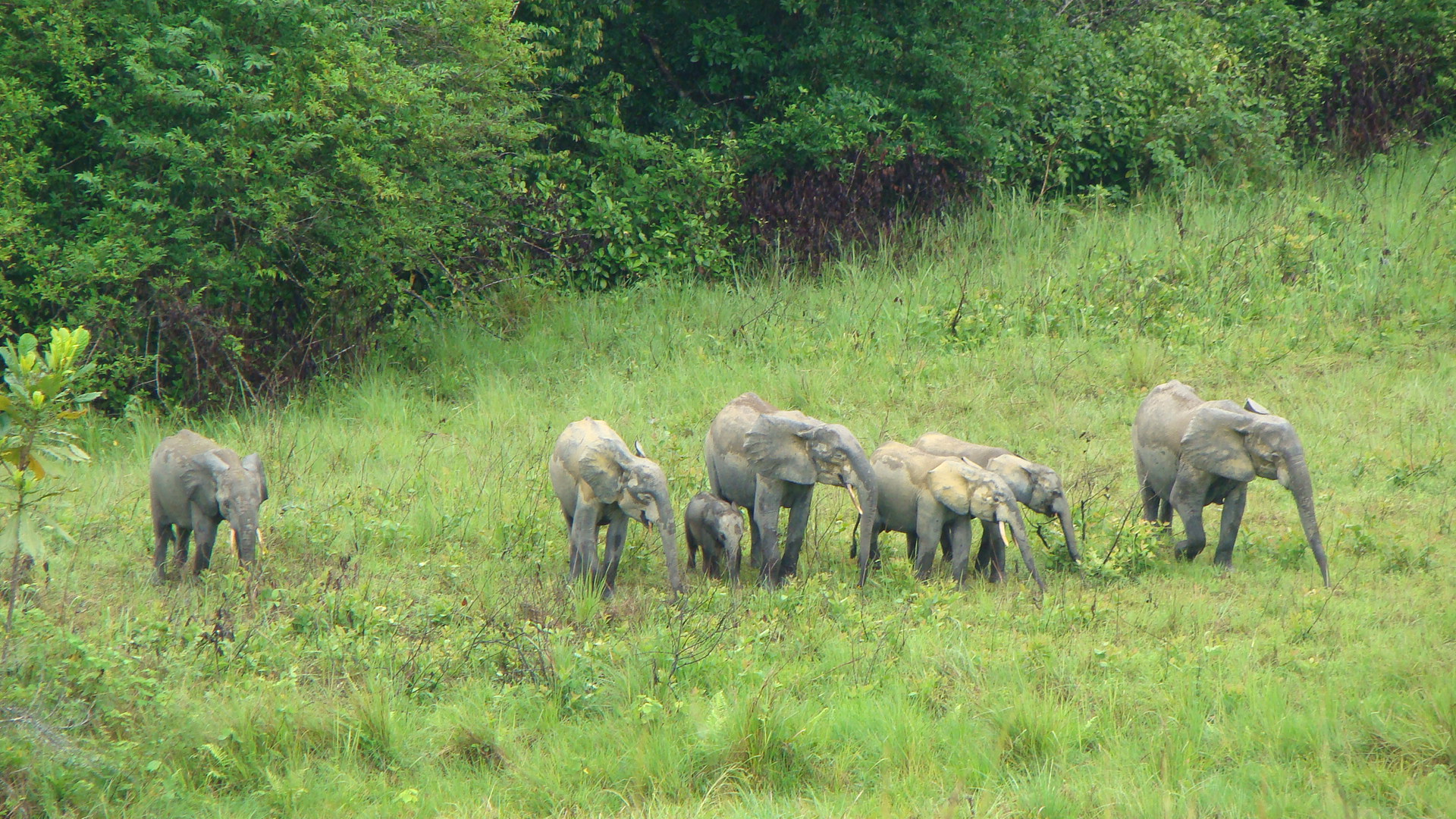 forest elephant