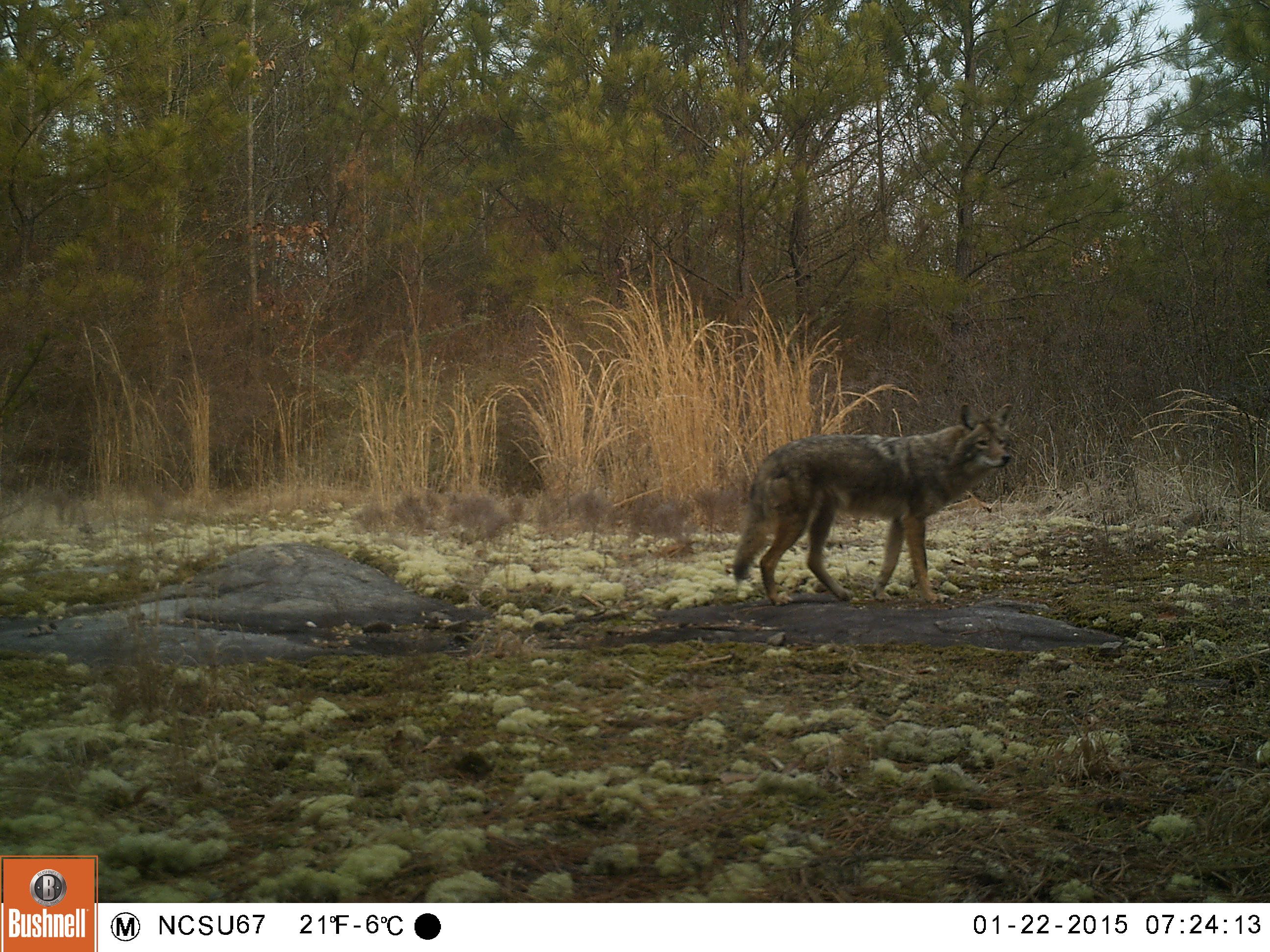 Coyote on camera trap