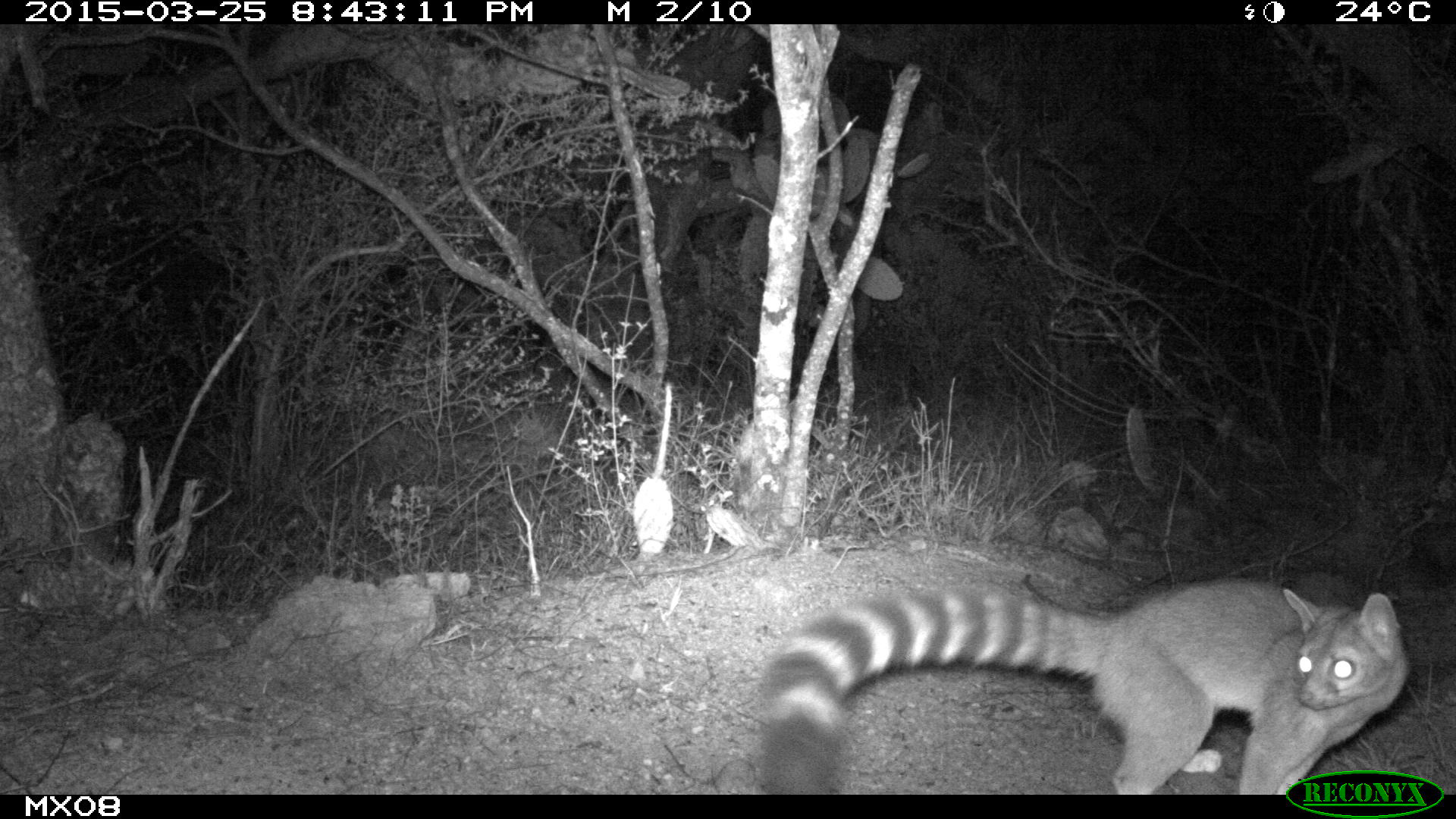 ringtail Camera Trap Photos from Mexico