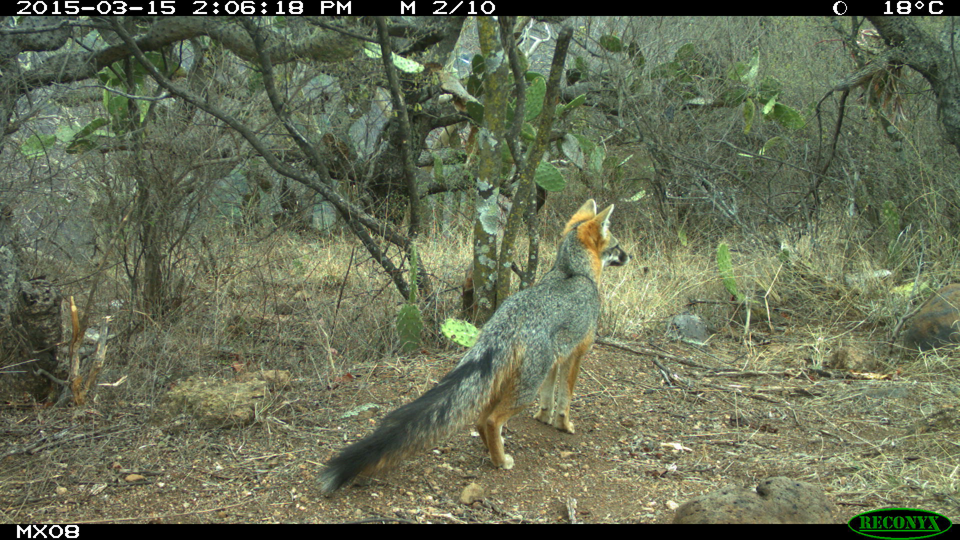 grey fox Camera Trap Photos from Mexico