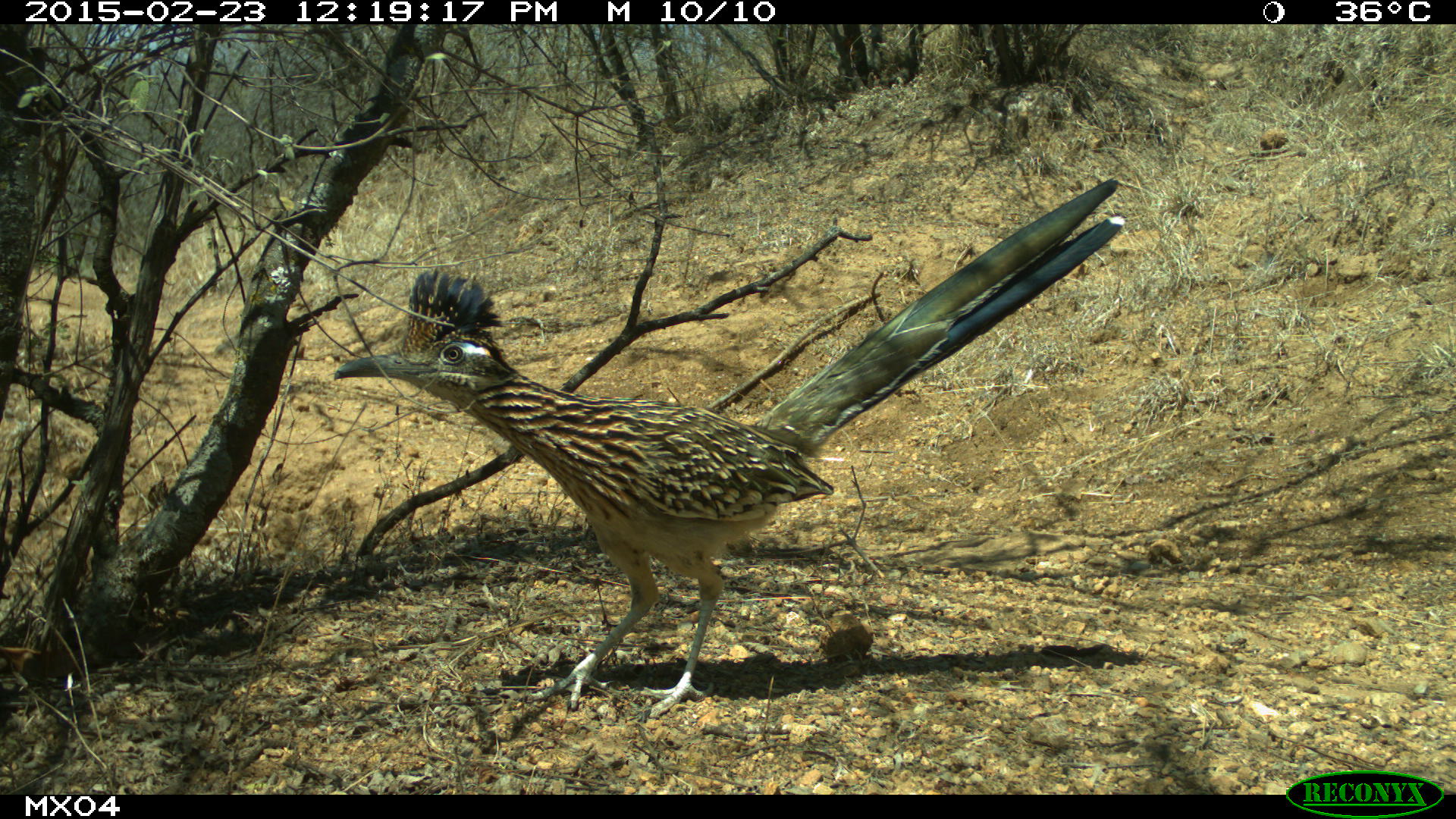 roadrunner Camera Trap Photos from Mexico