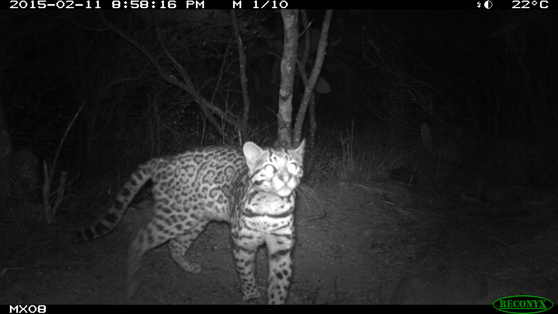 ocelot Camera Trap Photos from Mexico