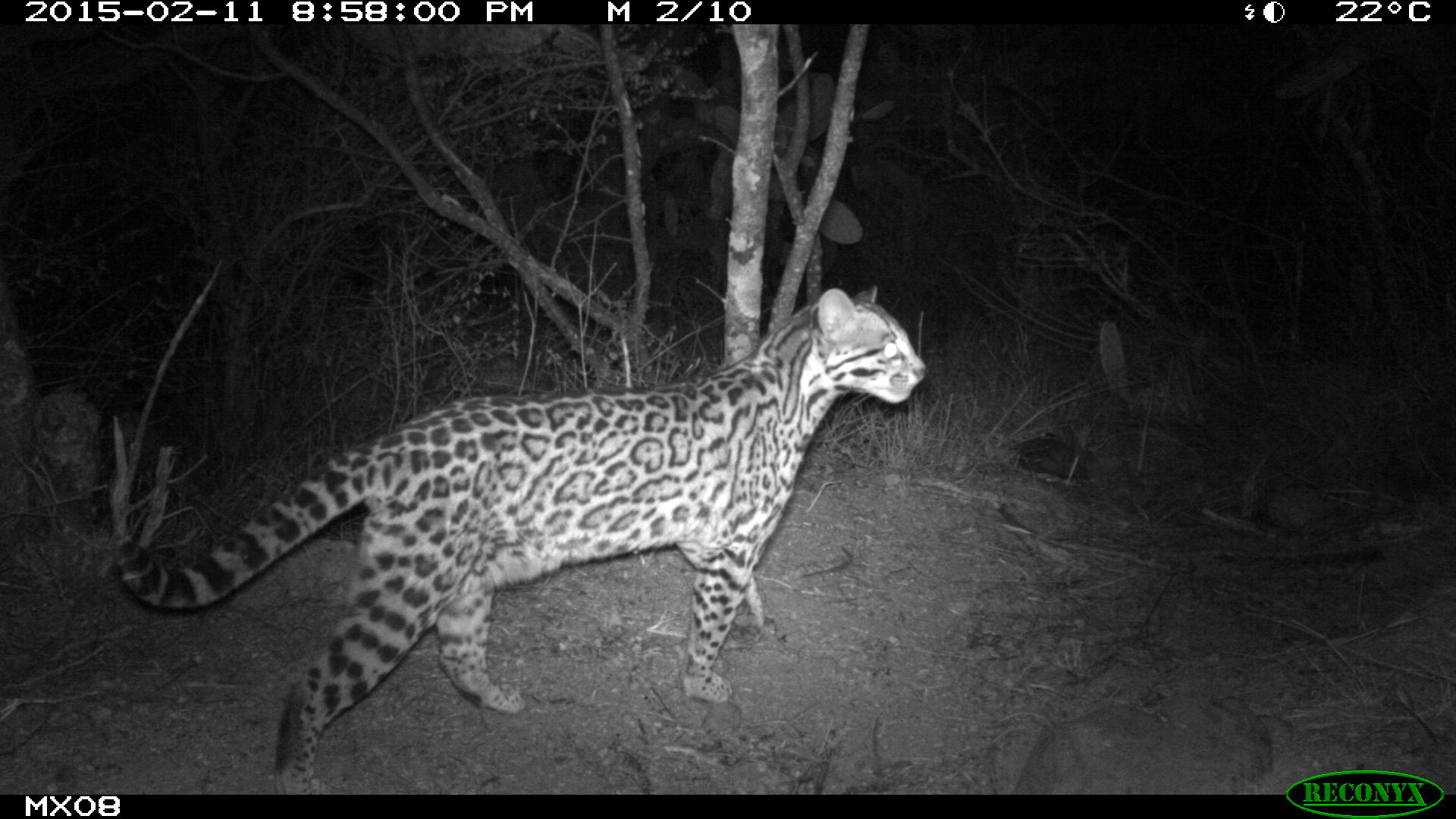 ocelot Camera Trap Photos from Mexico