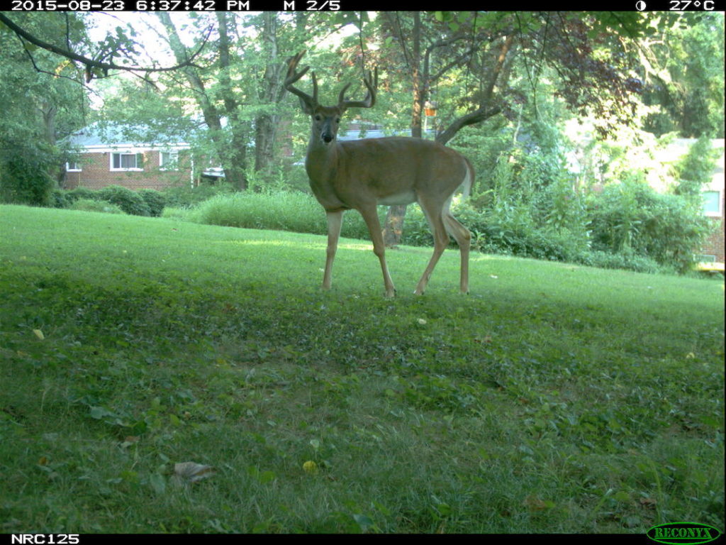 white-tailed deer in suburban yard