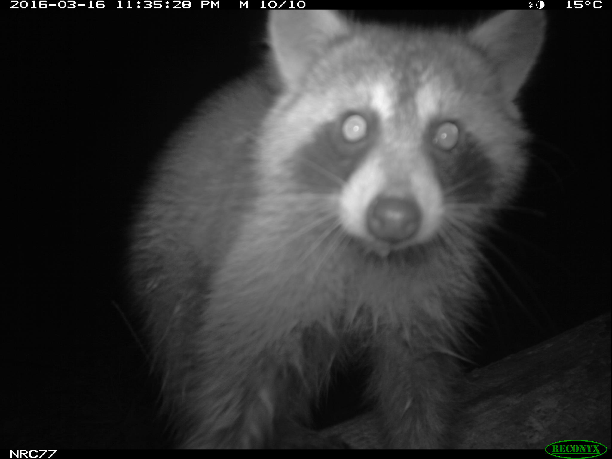 raccoon on camera trap