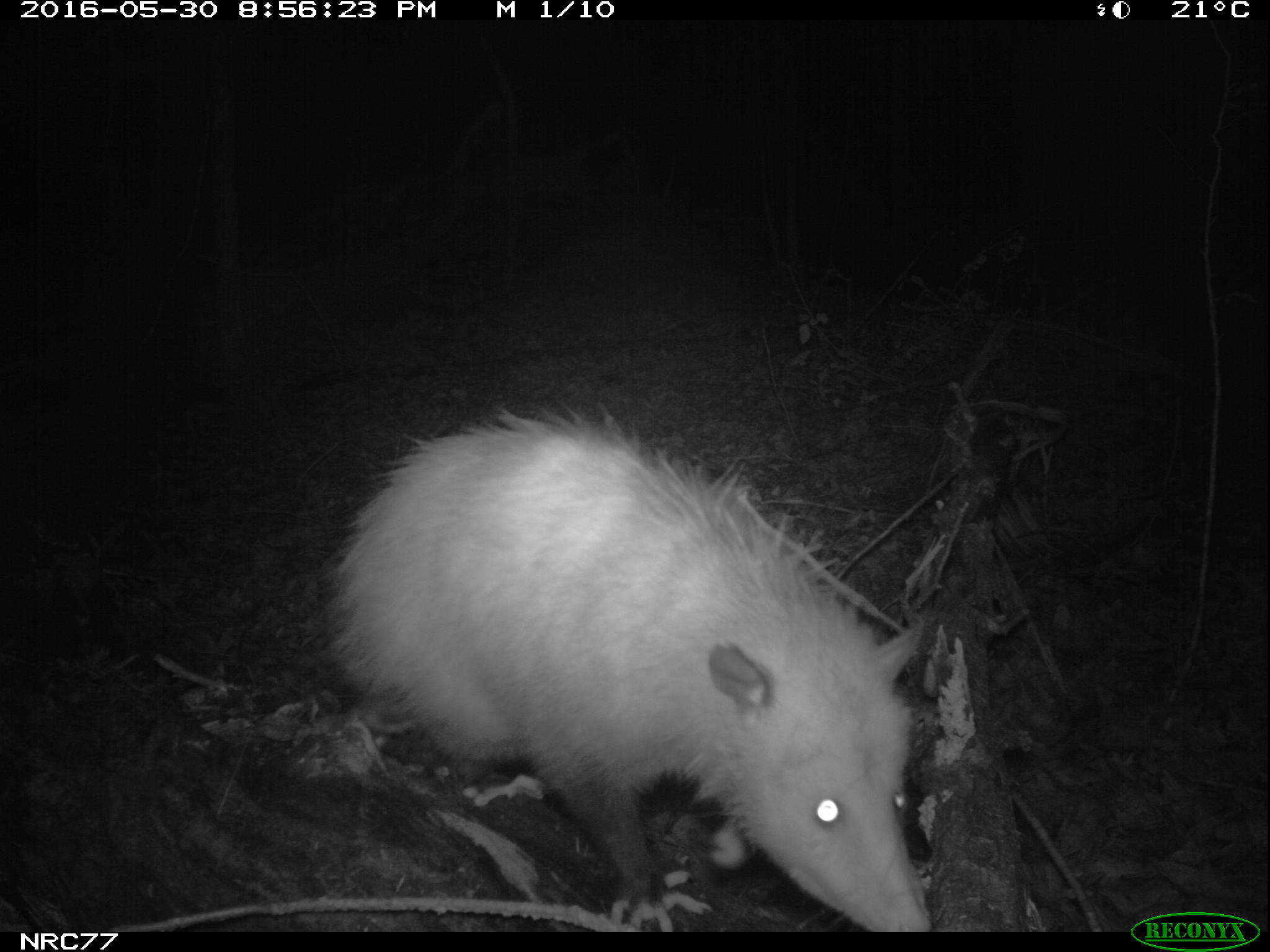 Opossum on camera trap