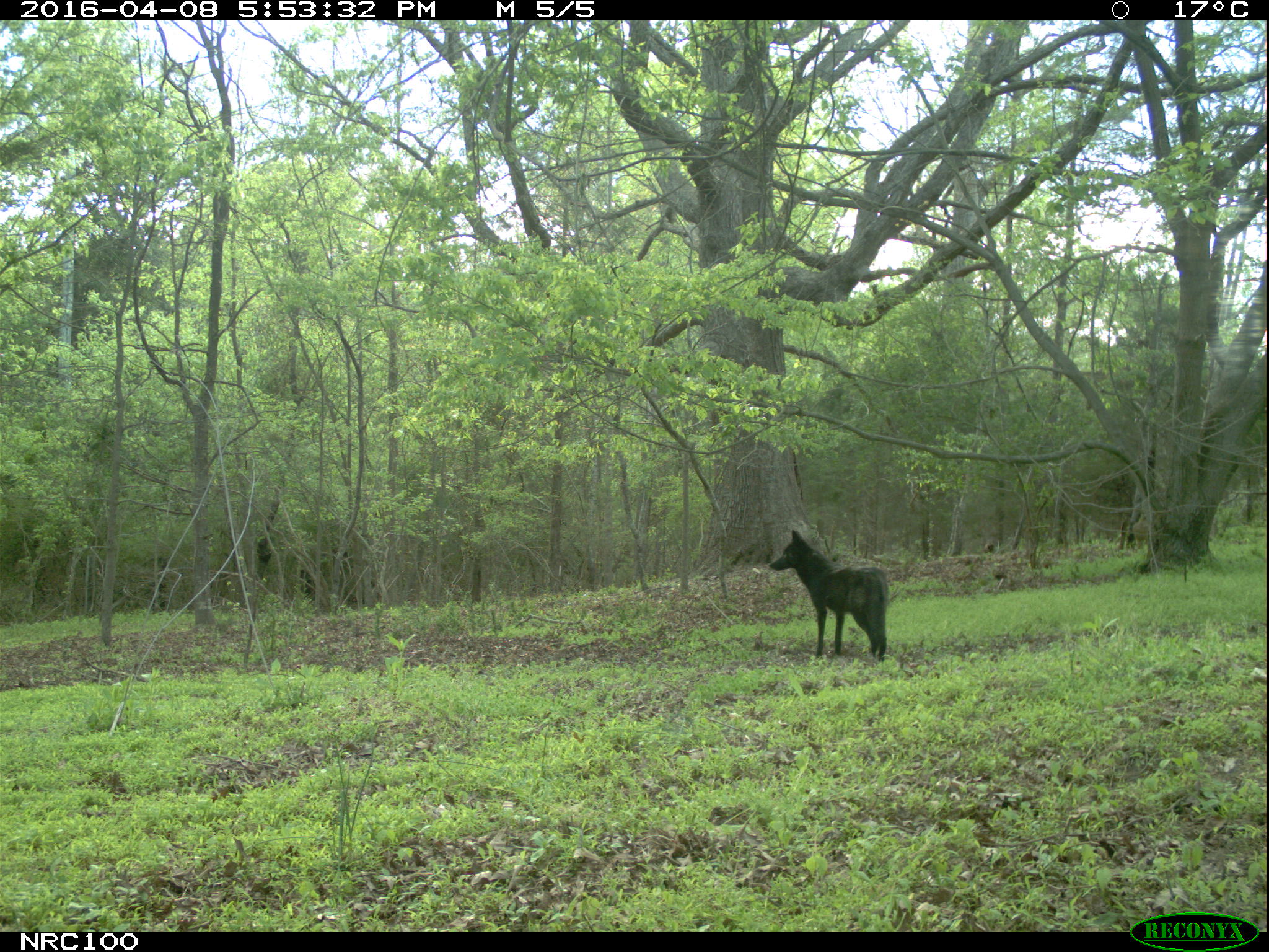 coyote on camera trap