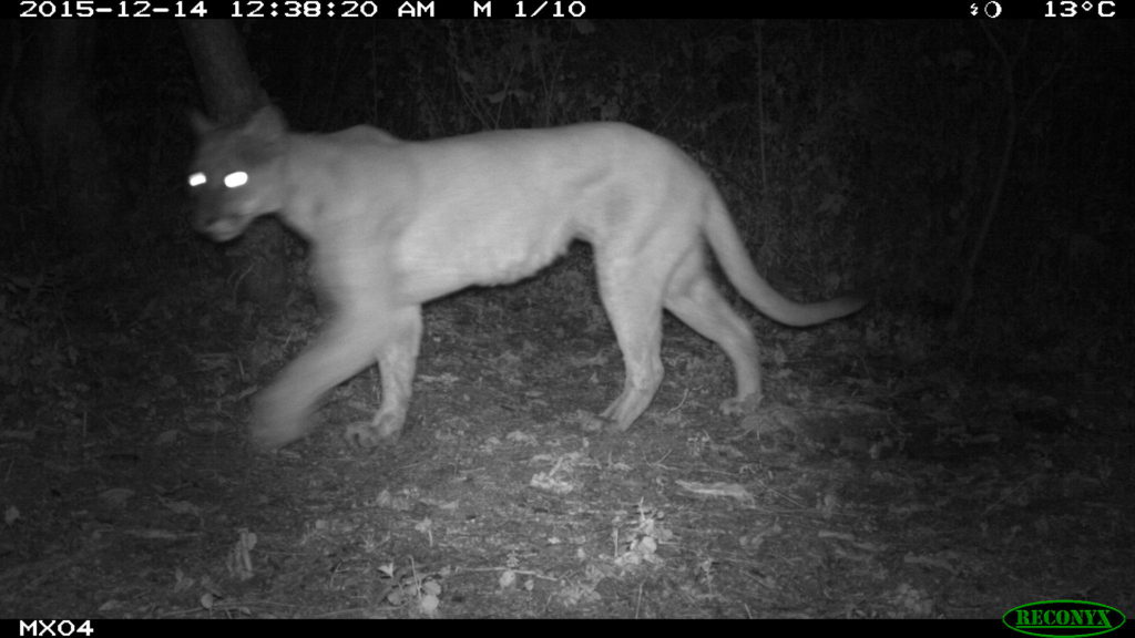 puma Camera Trap Photos from Mexico