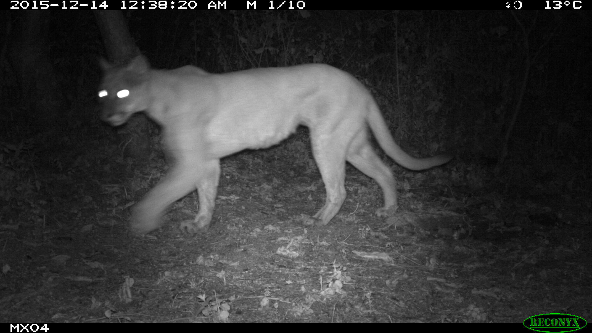 puma Camera Trap Photos from Mexico