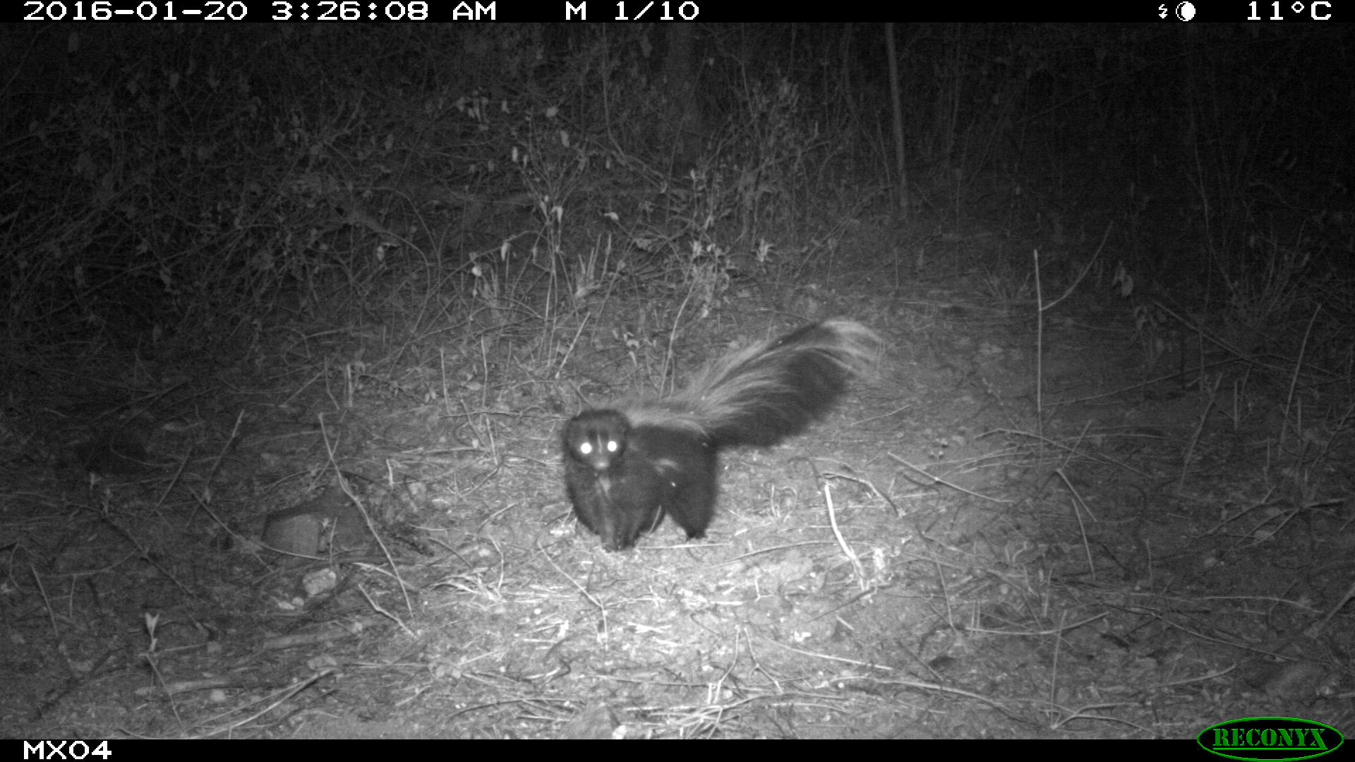 hooded skunk Camera Trap Photos from Mexico