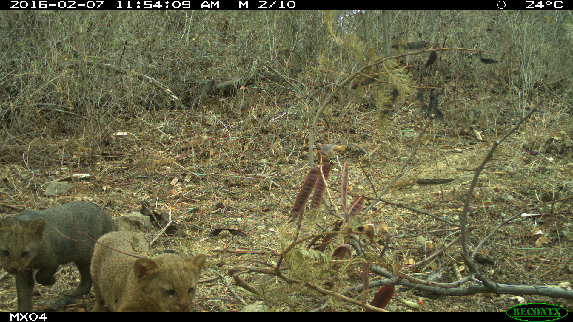 Jaguarundi Camera Trap Photos from Mexico