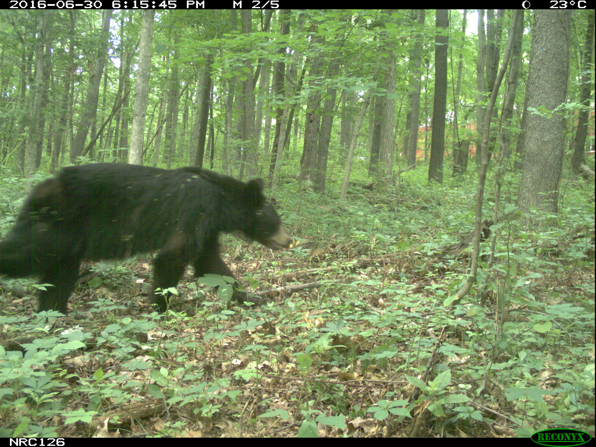 black bear on camera trap