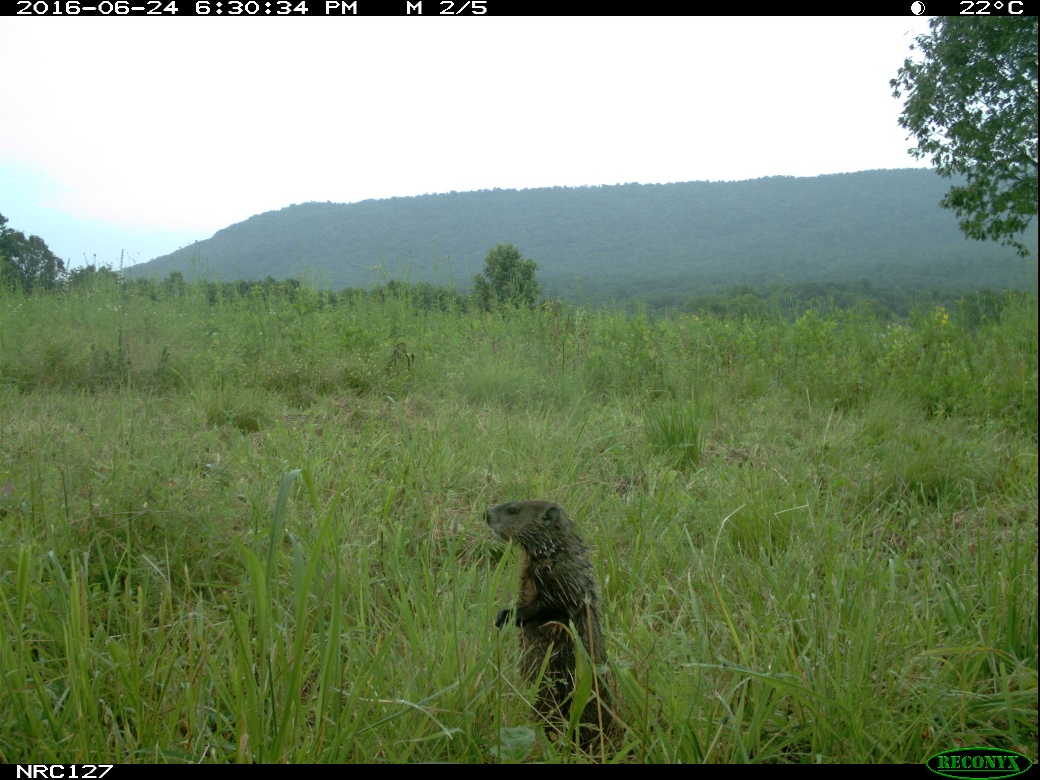 woodchuck on camera trap