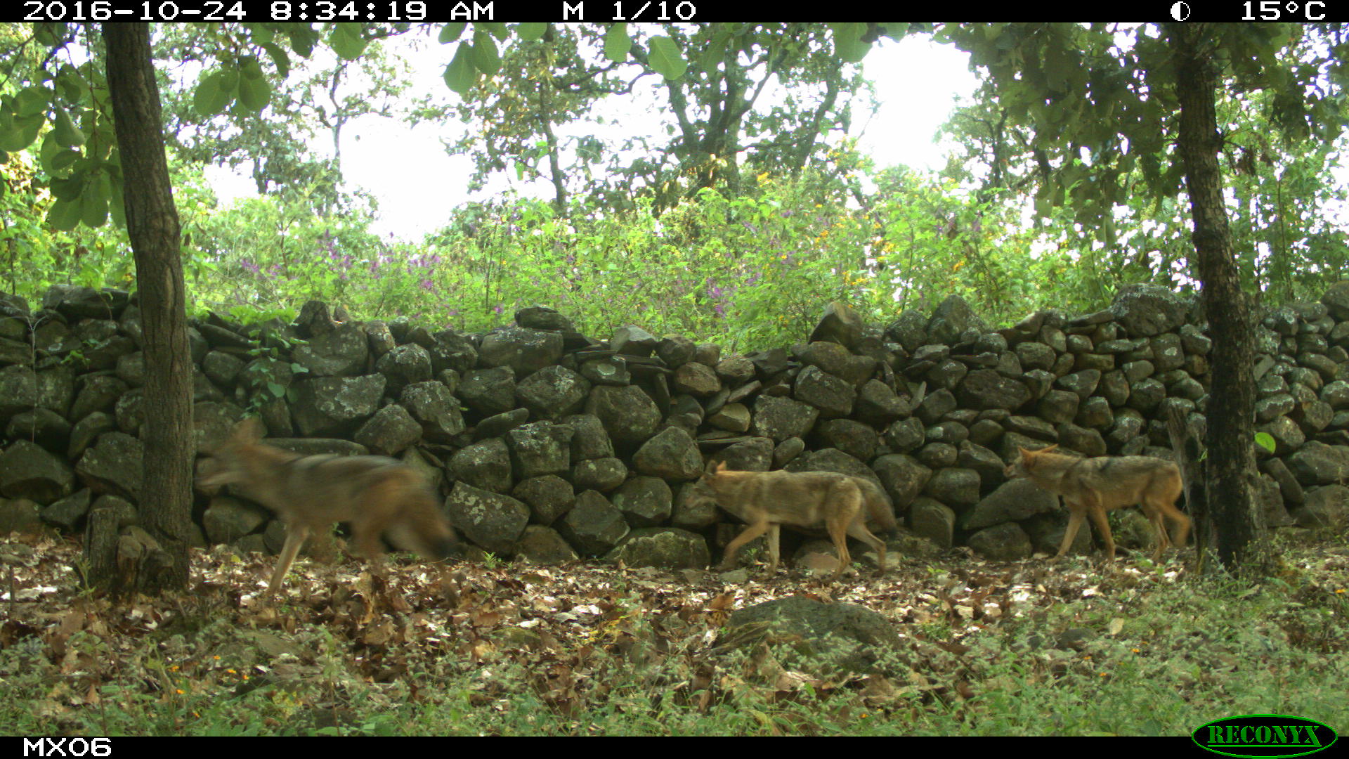 coyote Camera Trap Photos from Mexico