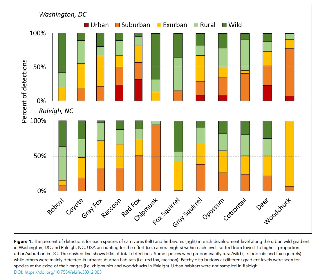 urban wildlife detections