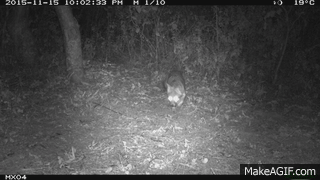 Grey fox spotted skunk Camera Trap Photos from Mexico