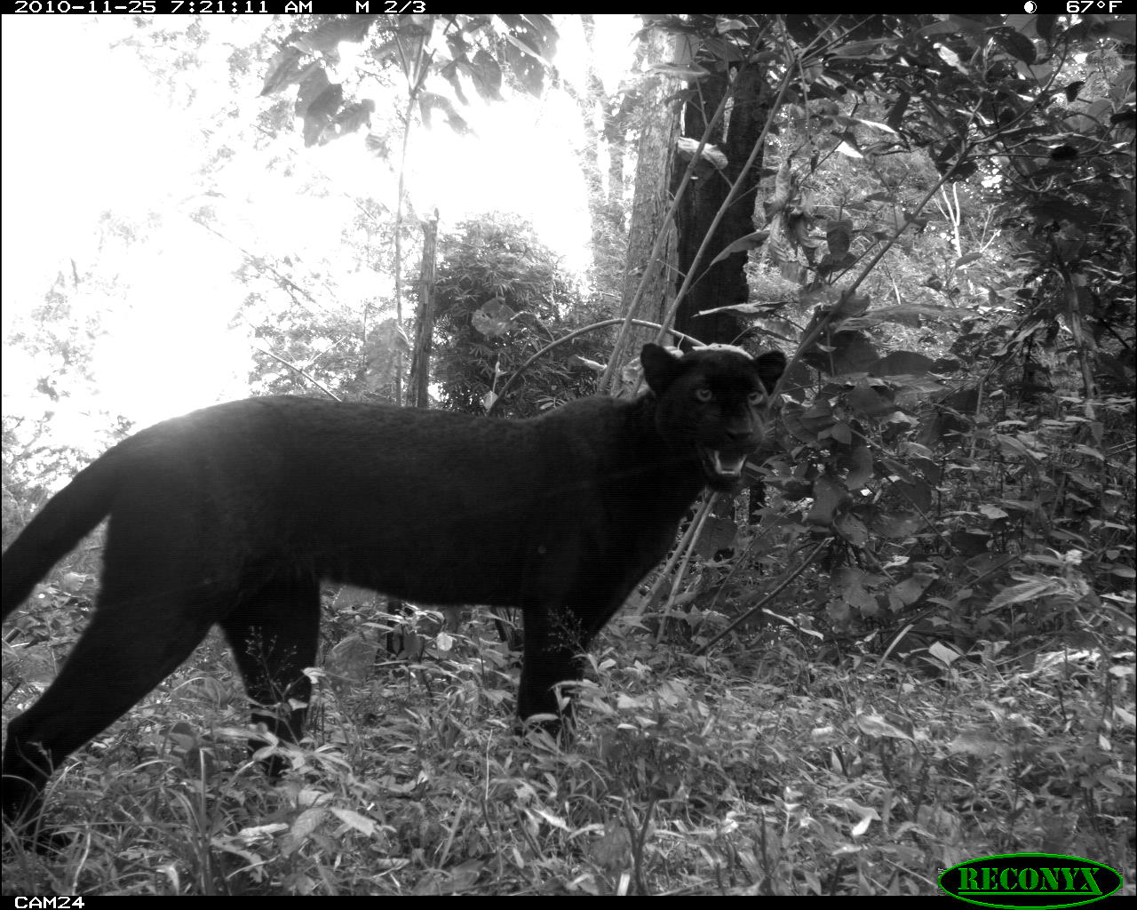 melanistic mountain lion