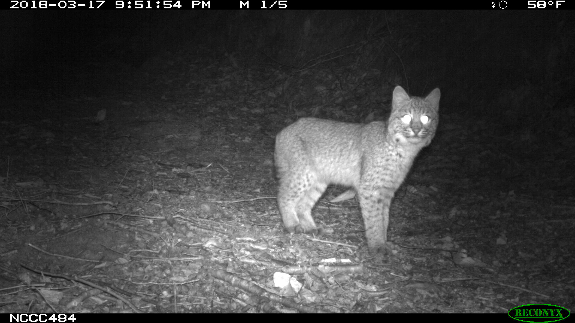 bobcat