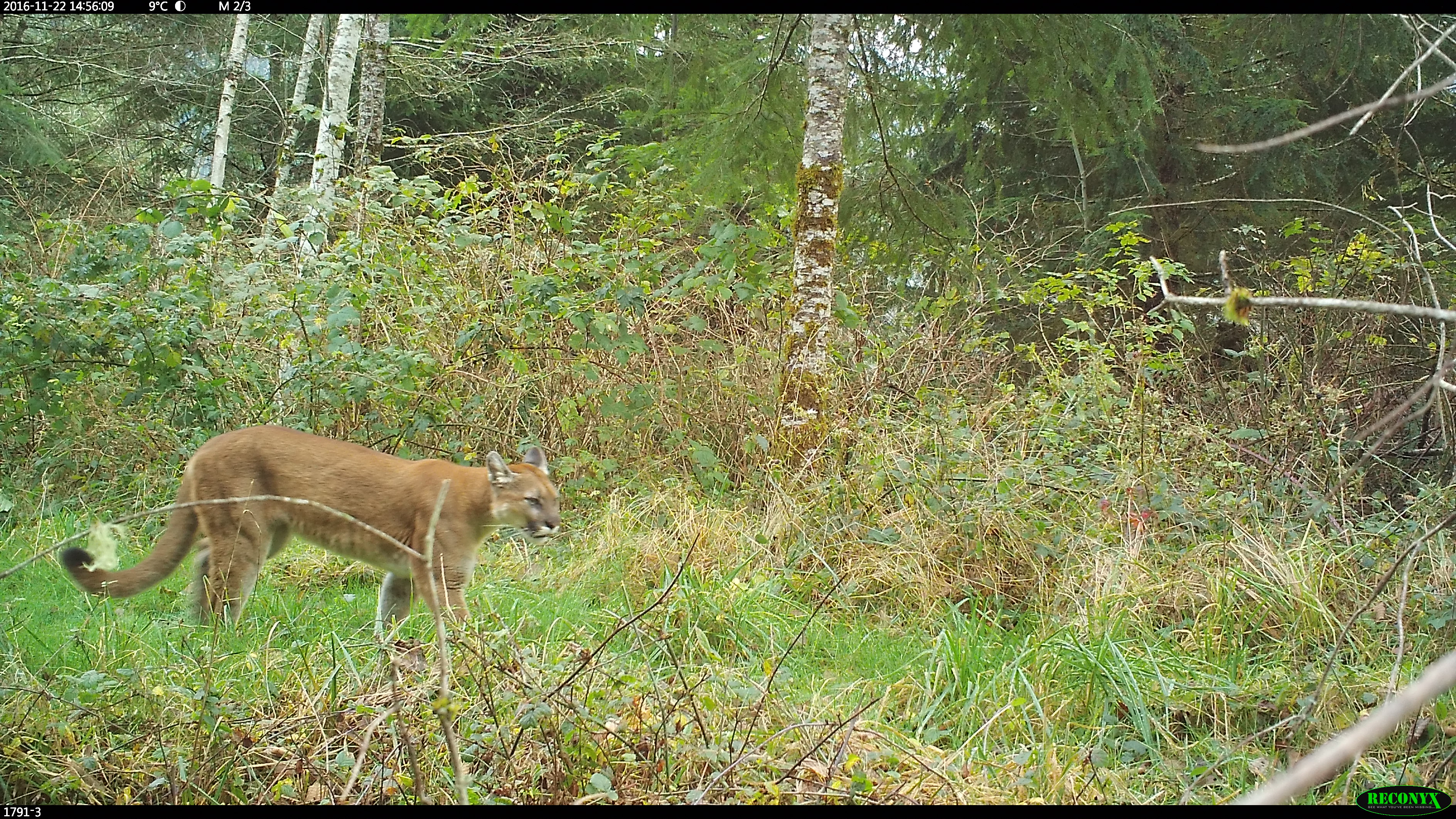 Mountain lion