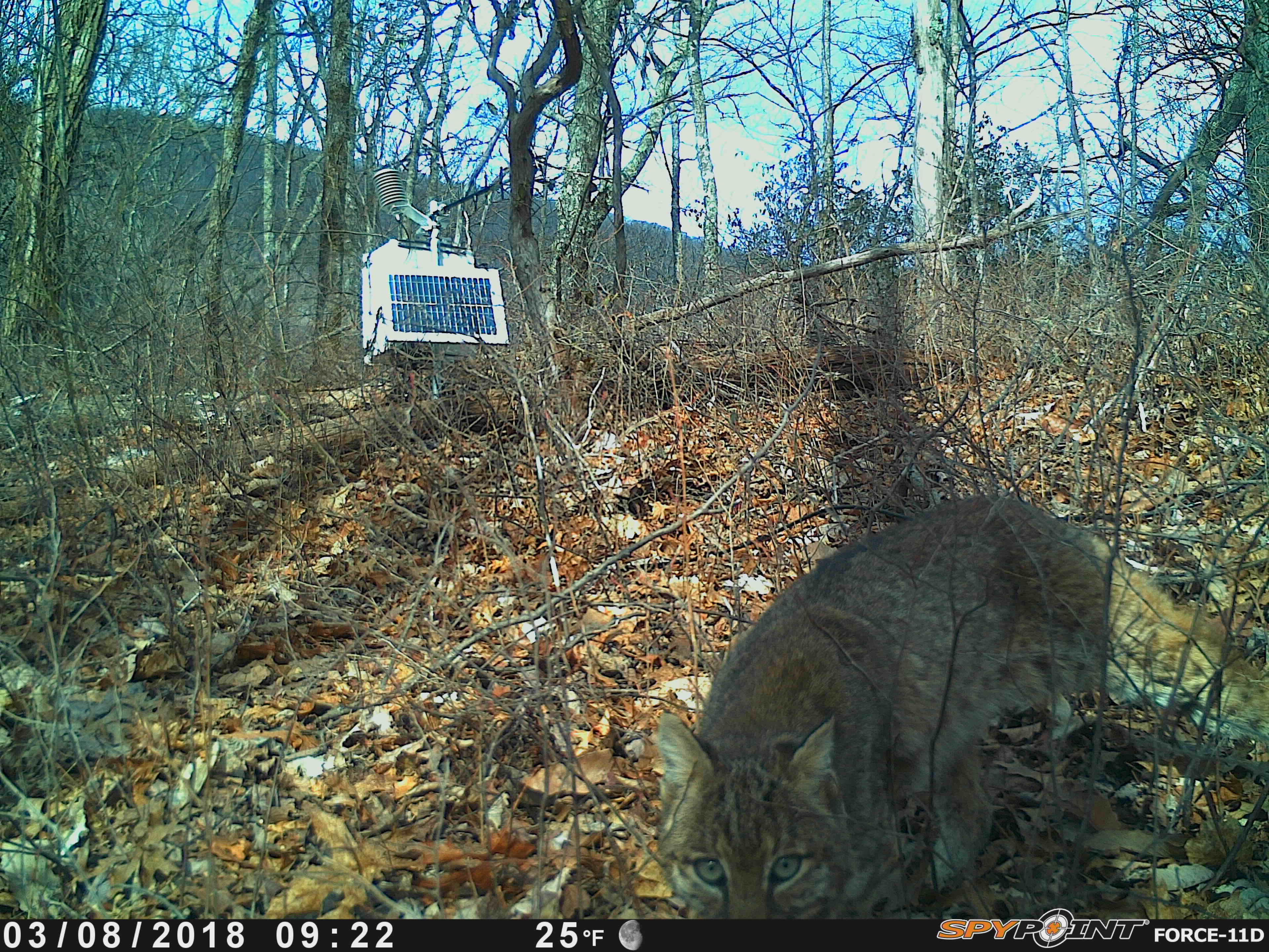 other camera trap brand