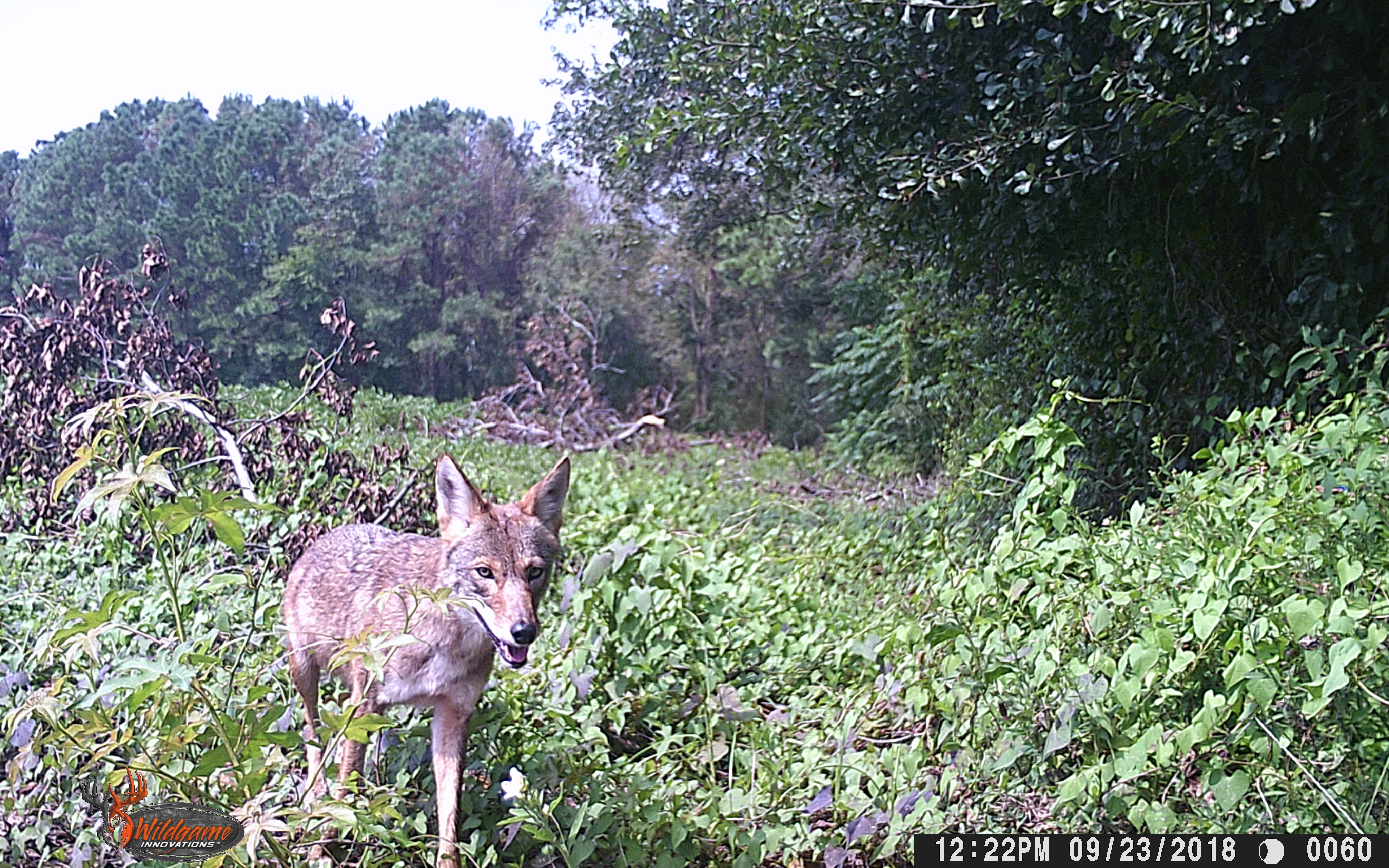 other camera trap