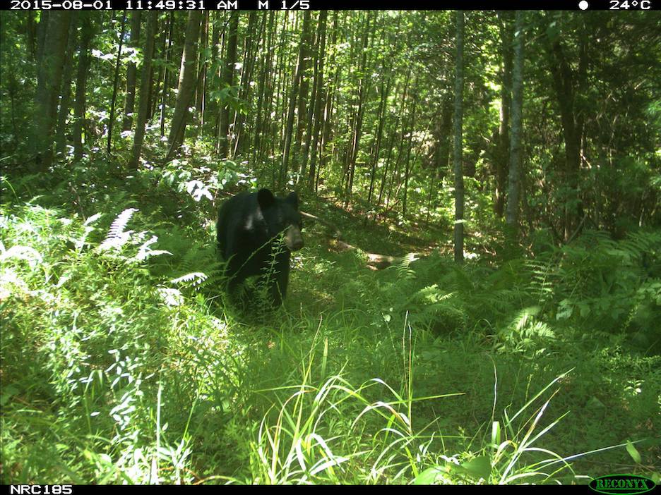 black bear in Asheville North Carolina