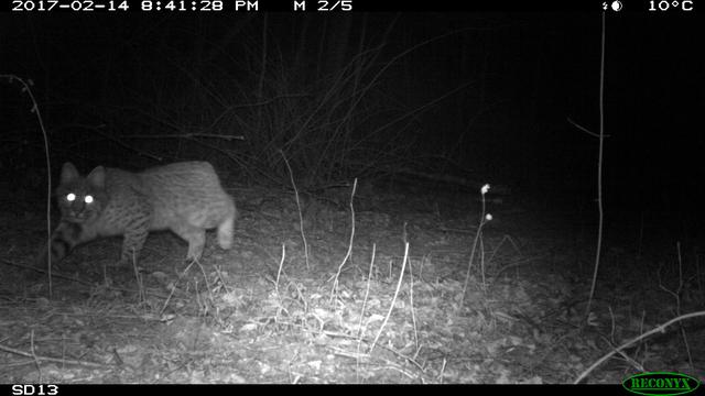 Camera Trap Photos from North Carolina