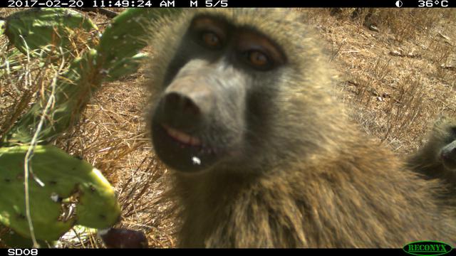 Camera Trap Photos from Kenya