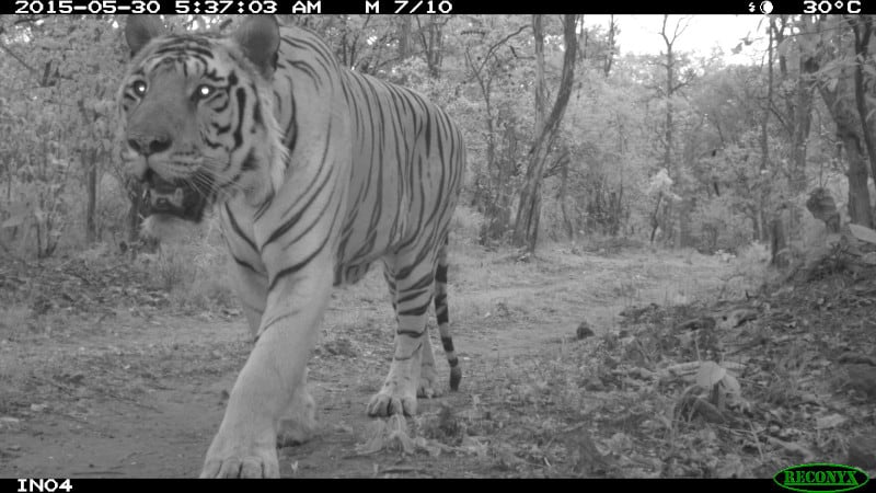 This tiger is one of my favorite camera trap photos from India