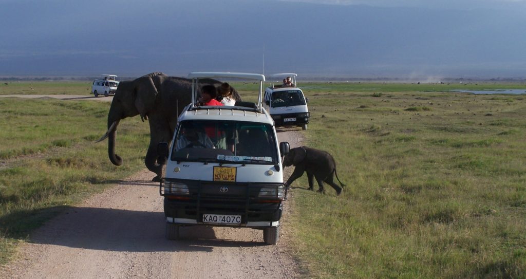 Elephants in Amboseli