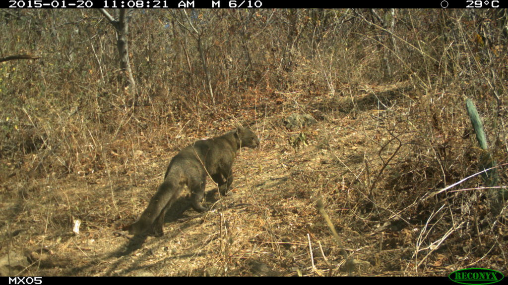 jaguarundi