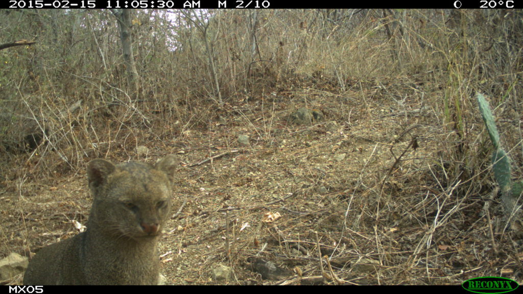 Jaguarundi