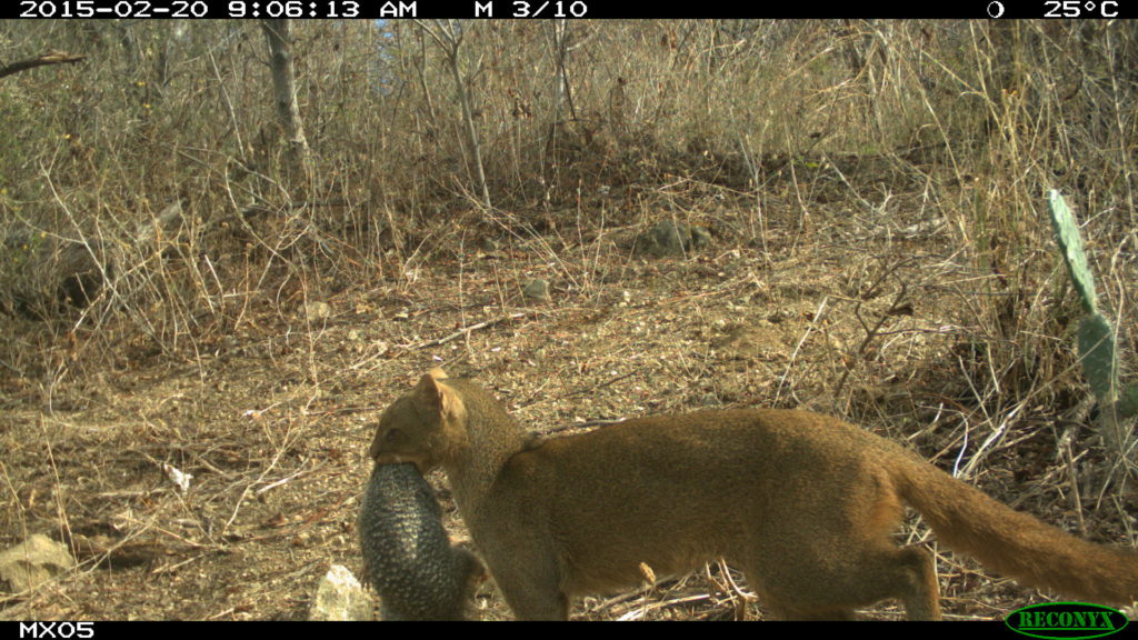 jaguarundi