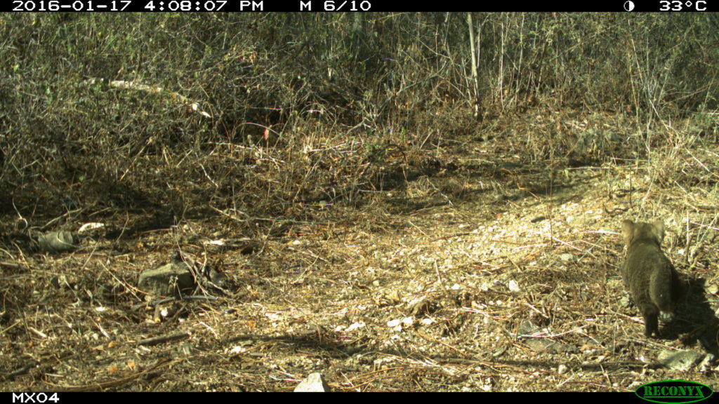 Jaguarundi