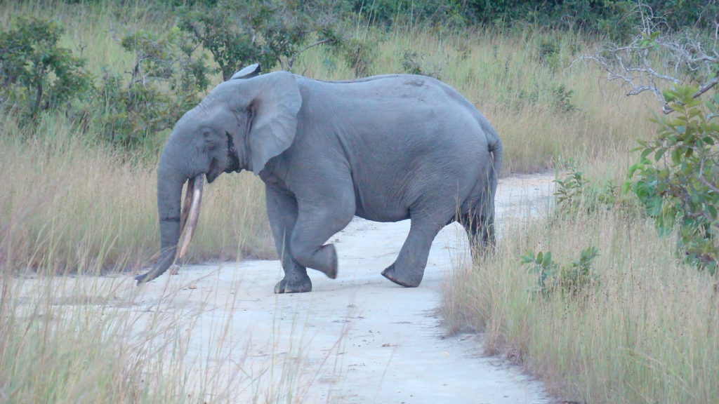 destroying ivory