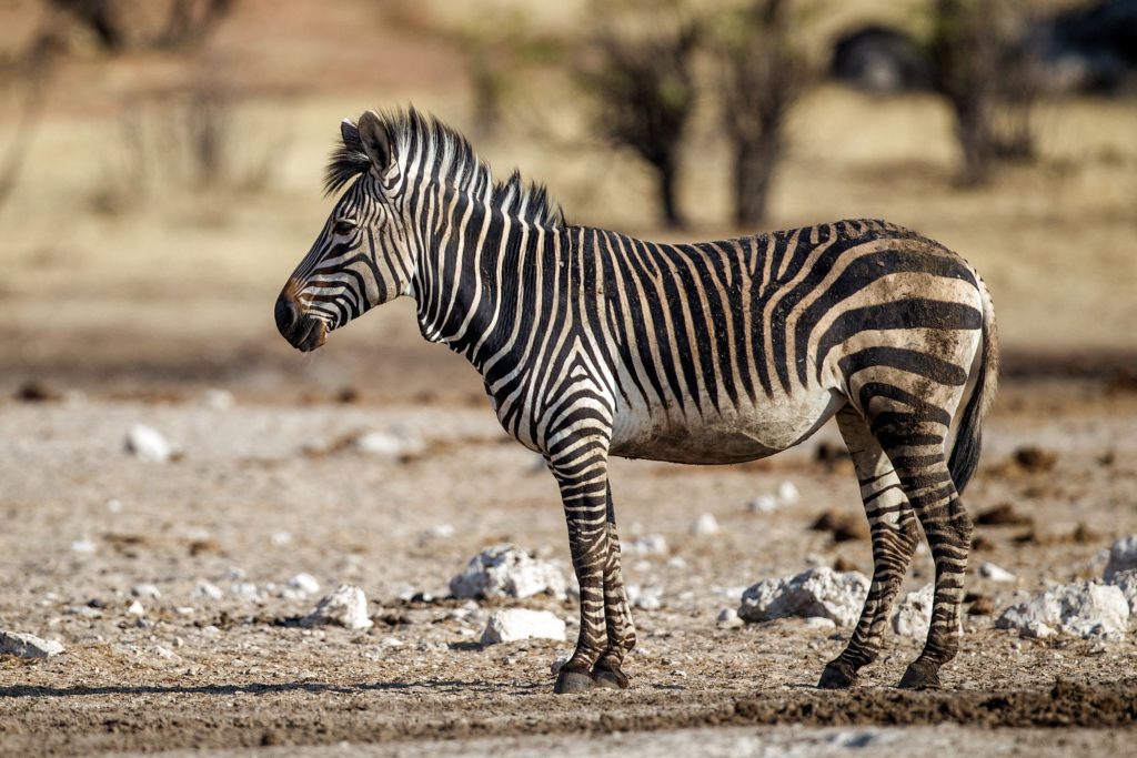 zebra print